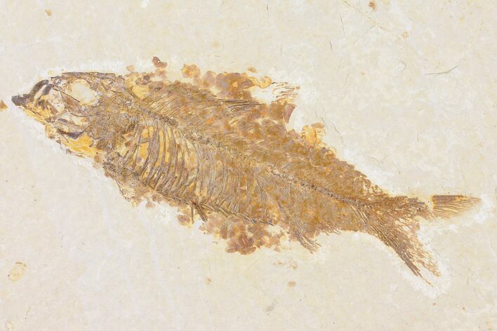 Fossil Fish (Knightia) - Wyoming #109960
